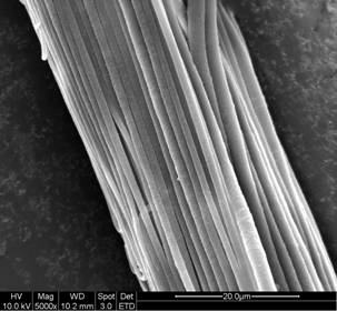 electrospun structure resembling tendon ECM