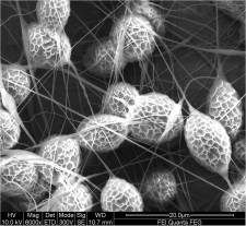 Beaded nanofibers